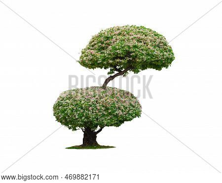 Beautiful Decorative Dwarf Variegated Manila Tamarind Or Madras Thorn Tree On Isolated White Backgro