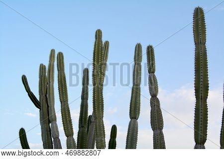Stenocereus Pruinosus With Many Branches On A Cloudless Blue Sky