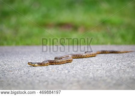 Close-up Of Blotched Snake Or Elaphe Sauromates On Asphalt Road