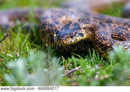 Close-up Of Blotched Snake Or Elaphe Sauromates In Grass