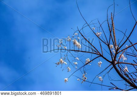 Cotinus Coggygria Or Rhus Cotinus Young Lady European Or Eurasian Smoketree, Smoky Tree, Smoky Shrub