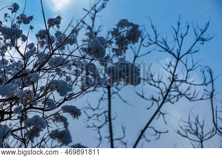 Cotinus Coggygria Or Rhus Cotinus Young Lady European Or Eurasian Smoketree, Smoky Tree, Smoky Shrub