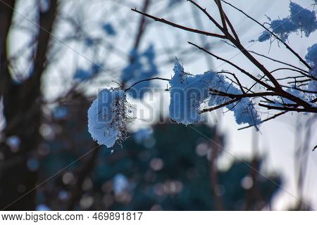 Cotinus Coggygria Or Rhus Cotinus Young Lady European Or Eurasian Smoketree, Smoky Tree, Smoky Shrub