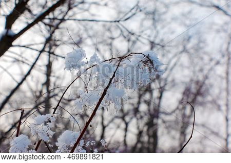 Cotinus Coggygria Or Rhus Cotinus Young Lady European Or Eurasian Smoketree, Smoky Tree, Smoky Shrub