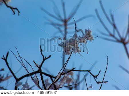Cotinus Coggygria Or Rhus Cotinus Young Lady European Or Eurasian Smoketree, Smoky Tree, Smoky Shrub