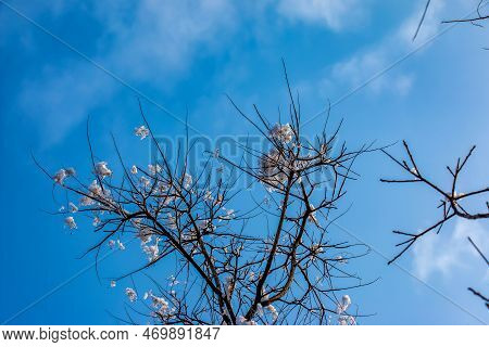 Cotinus Coggygria Or Rhus Cotinus Young Lady European Or Eurasian Smoketree, Smoky Tree, Smoky Shrub