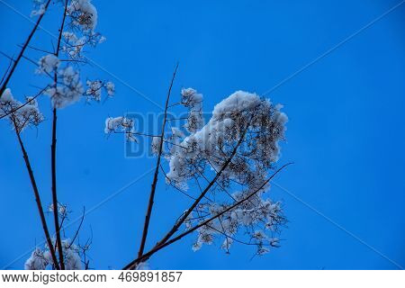Cotinus Coggygria Or Rhus Cotinus Young Lady European Or Eurasian Smoketree, Smoky Tree, Smoky Shrub