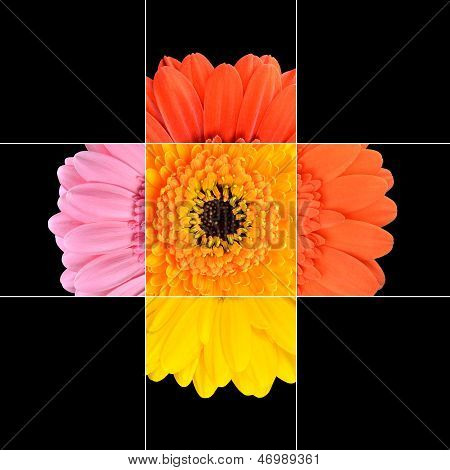Kolorowych Gerbera Nagietek kwiat projekt mozaiki