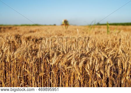Wheat Field In Focus With Combine Harvesting Behind.
