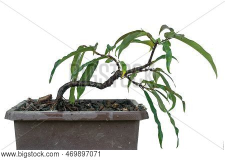 Small Willow Leaf Ficus, Planted As Raw Material For Making Bonsai.
