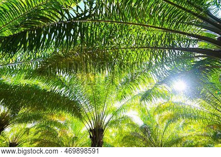Palm Tree In The Palm Garden With Beautiful Palm Leaves Nature And Sunlight Morning Sun, Palm Oil Pl