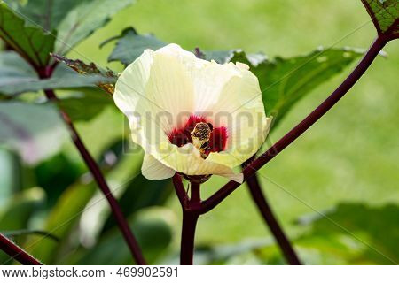 Okra, Abelmoschus Esculentus, Is A Perennial Flowering Plant In The Mallow Family.