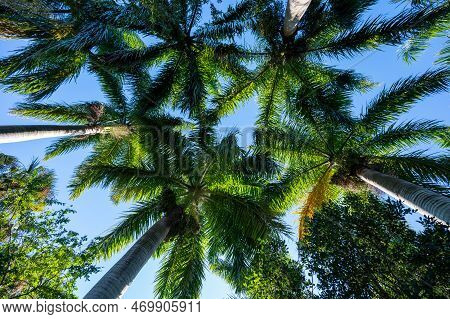 Canopy Of Royal Palm - Roystonea Regia - Fronds In Clear Early Morning Light In Green Cay Nature Cen