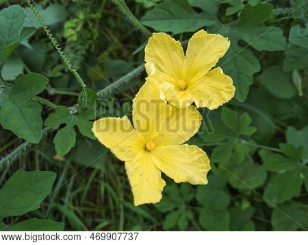 Small Pariah Flowers Or Momordica Balsamina Are Yellow