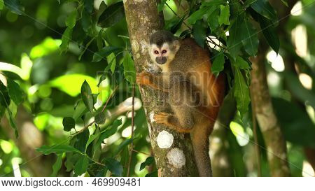 Squirrel Monkey In A Tree Looking Around At Manuel Antonio
