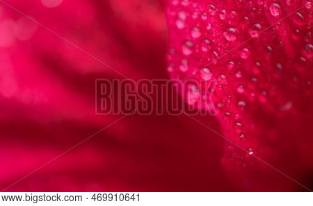 Close-up Macro Soft Focus Water Drop On Bright Red Pink Hibicus Flowers Tropical Flora Plant Exotic 