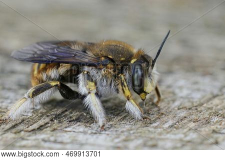 Detailed Closeup On The Common European Woolcarder Bee, Anthidium Manicatum Sitting On Wood