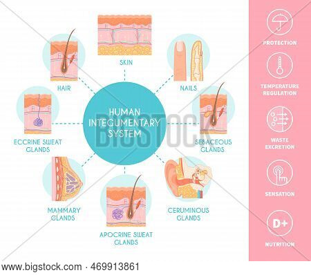Human Integumentary System Scheme Depicting Skin Layers Nails Hair Sebaceous Sweat And Mammary Gland