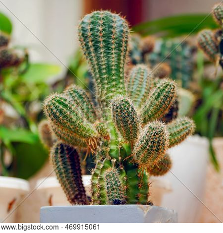 Echinopsis Cactus With Offshoots Of Babies Or Pups. Echinopsis Calochlora. Selective Focus