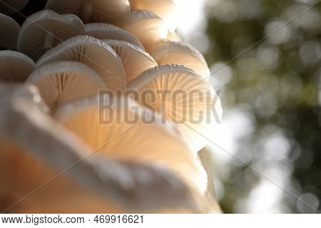 Mushrooms tree trunk Closeup Nature Macro plant Nature background trees Nature background Nature background Mushroom Nature autumnal Nature background Nature background Autumn forest Nature background outdoor Nature background Nature background.