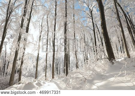 Winter woods forest sunrise morning Nature landscape Nature background landscape Nature snow Nature background landscape Nature background landscape Nature landscape Nature background trees Nature landscape Nature background landscape Nature landscape.