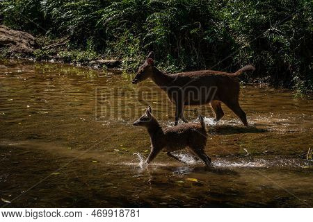 Close Up Portrait Of A Sambar Deers Family At Khao Yai National Park, Thailand. Sambar Is A Large De