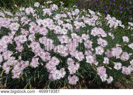A Lot Of Light Pink Flowers Of Garden Pink In Mid May