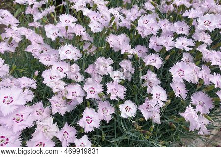 Loads Of Light Pink Flowers Of Garden Pink In May