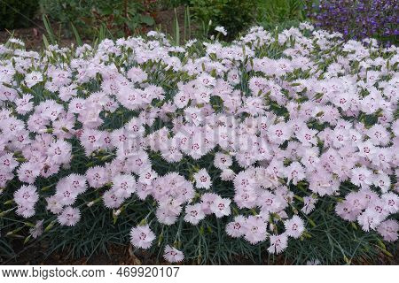 Profusion Of Light Pink Flowers Of Garden Pink In May