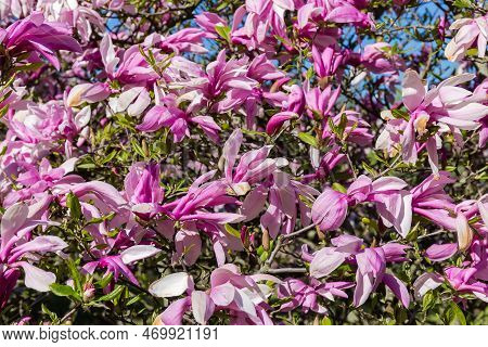 Flowers Of The Magnolia Liliiflora, Also Known As Lily Magnolia Or Purple Magnolia On The Bush In Su