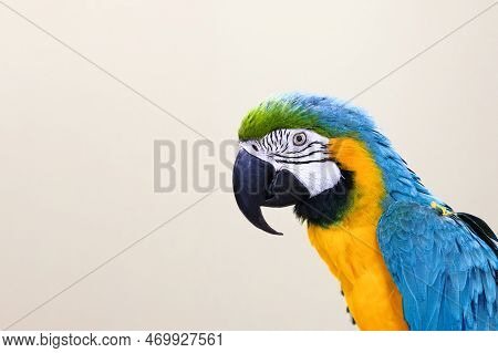 Large Blue-and-yellow Macaw Or Aruna Close-up. Copyspace.