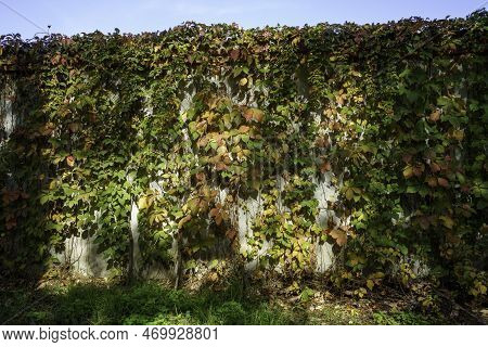 Autumn In The Monza Park, Italy