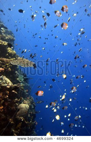 Barriere coralline