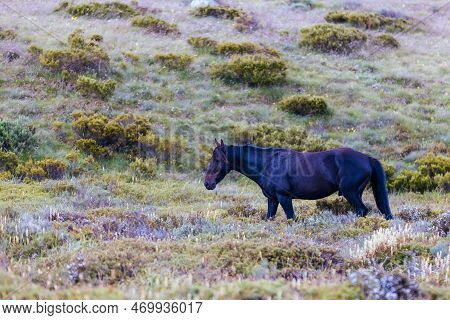 Snowy Mountains Brumbies View Near Thredbo In Australia