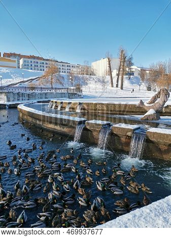 Fock Of Ducks Swims In Pond. Beautiful Winter Landscape. Urban Environment And Birds. Bird Wintering