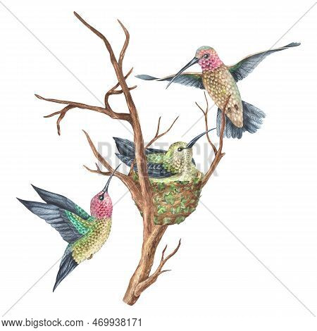 Watercolor Illustration. Hummingbirds Flutter Around The Nest. Tropical Exotic Bird Is Flying. Isola