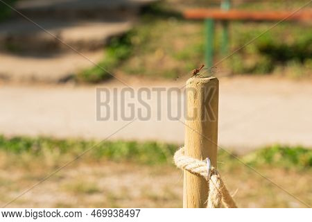 Close-up Of Dragonfly On Wooden Pillar With Rope Used For Delimitation As Countryside Wildlife Insec