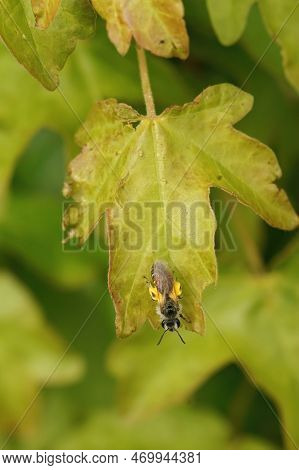 Detailed Closeup On A Small Female Red Bellied Minder Mining Bee, Andren Ventralis Loaded With Polle
