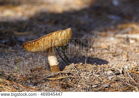 Close Up Of A Mushroom Growing On Field