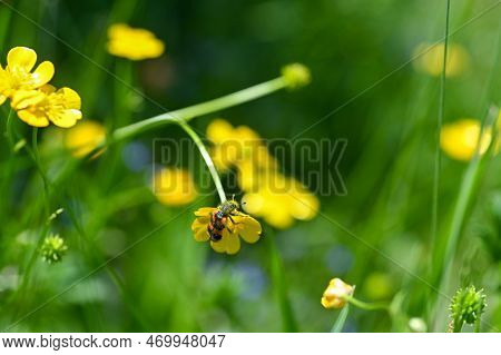 Mayfly ( Ephemeroptera ) On A White Daisy In Green Nature With Copy Space