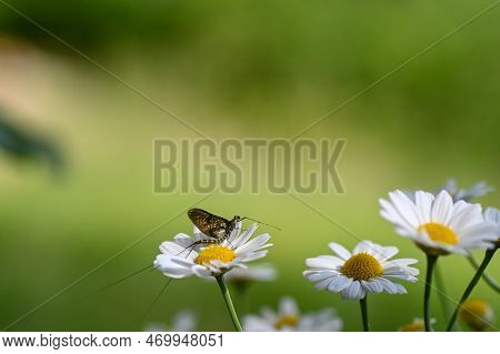 Mayfly ( Ephemeroptera ) On A White Daisy In Green Nature With Copy Space