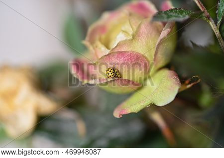 Mayfly ( Ephemeroptera ) On A White Daisy In Green Nature With Copy Space