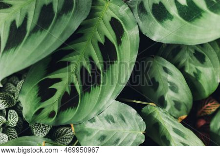 Maranta Plant. Maranta Leuconeura Exotic Leaves Close Up, Beautiful Houseplant In Modern Room. Green
