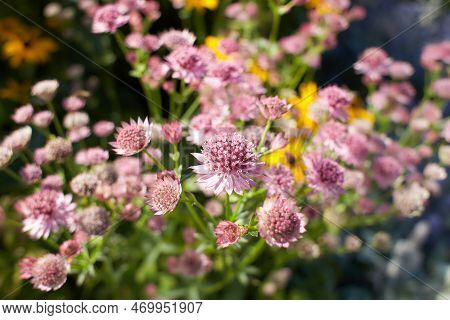 Pink Astrantia Flowers. Astrantia Major Moulin Rouge.