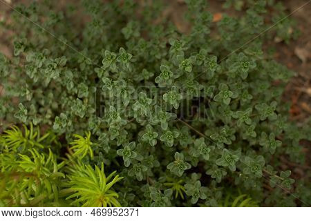 Green Plant Of 'john Creech' Stonecrop, Sedum Spurium Summer Glory Green Roof Plants In The Garden. 