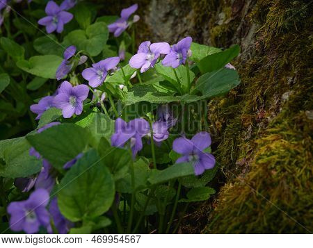 Viola Uliginosa In Forest: Spring, Sunny Day In Forest, Traskanda Park, Purple Flowers.