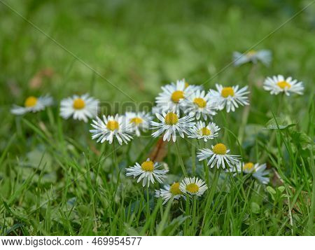 Chamomile In Field: Spring, Sunny Day In Meadow, Traskanda Park, White Flowers.