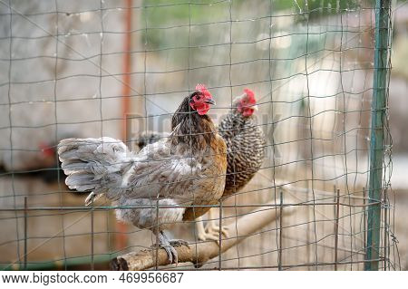 Chickens And Roosters Are Walking In The Farm Coop. Floor Cage Free Chickens Is Trend Of Modern Poul