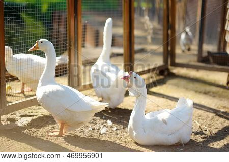 Geese Are Walking In The Farm Coop. Floor Cage Free Birds Is Trend Of Modern Poultry Farming. Small 