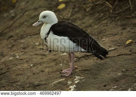 The Radjah Shelduck,  Raja Shelduck, Black-backed Shelduck,  Burdekin Duck (radjah Radjah).